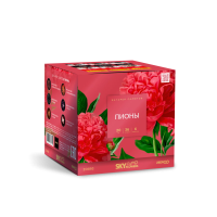 Пионы Салют купить в Осинниках | osinniki.salutsklad.ru