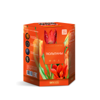 Тюльпаны Салют купить в Осинниках | osinniki.salutsklad.ru